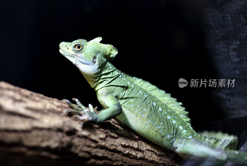 有羽毛的蛇怪通常也叫绿色蛇怪(Basiliscus plumifrons)